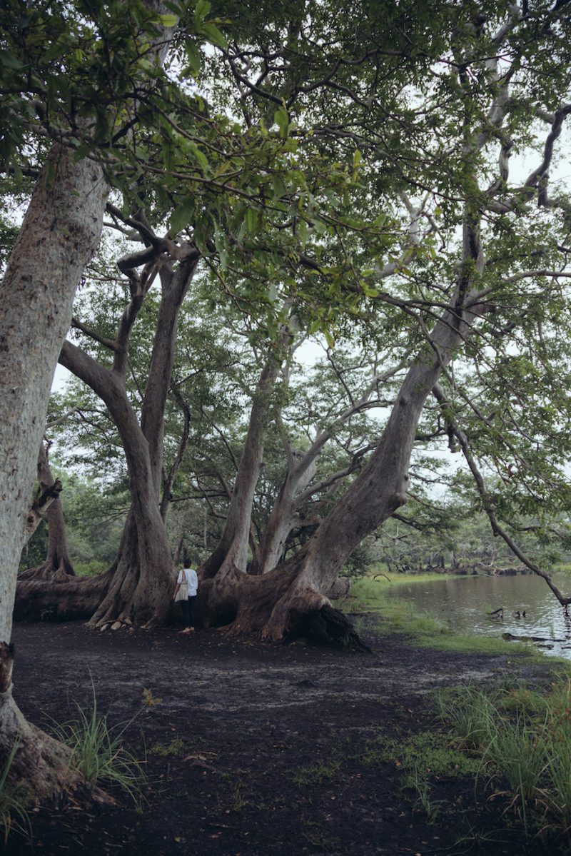 Nicobar's Guide to Sri Lanka