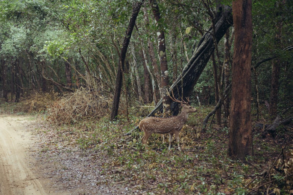 Nicobar's Guide to Sri Lanka