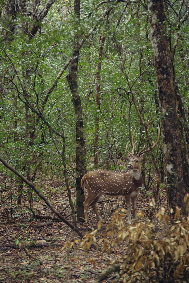 Nicobar's Guide to Sri Lanka