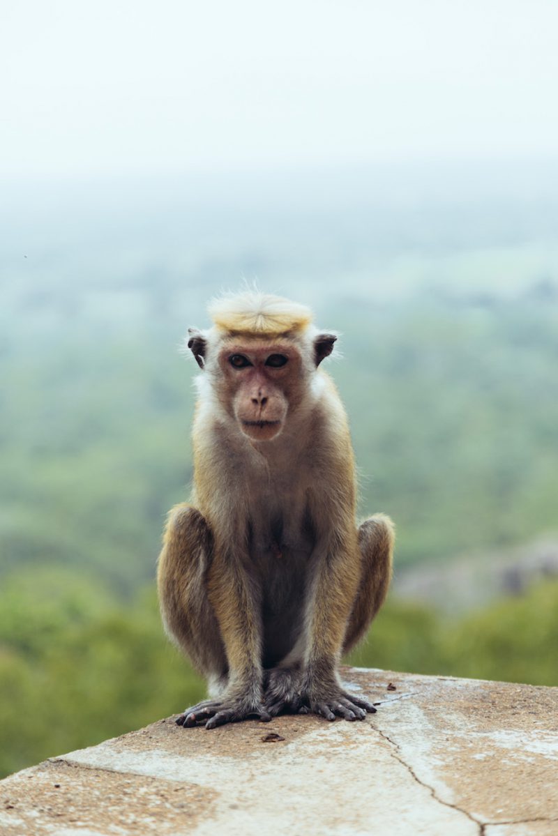 Nicobar's Guide to Sri Lanka