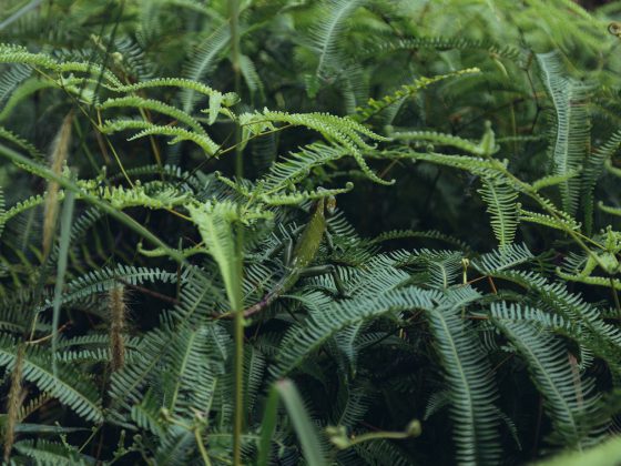 Nicobar's Guide to Sri Lanka