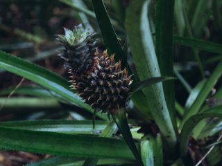 Nicobar's Guide to Sri Lanka