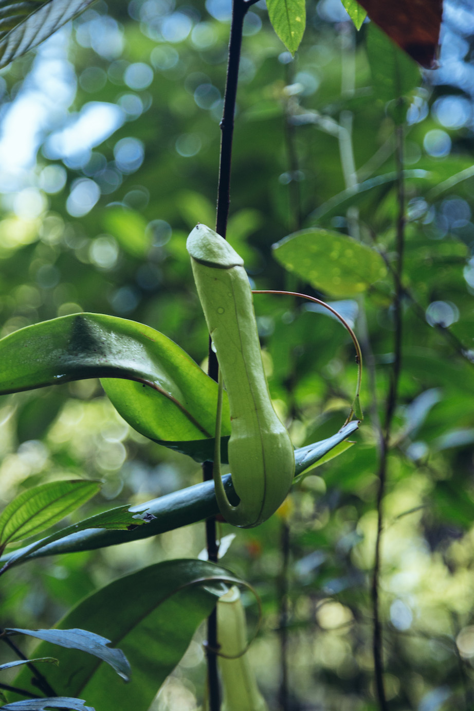 Nicobar's Guide to Sri Lanka