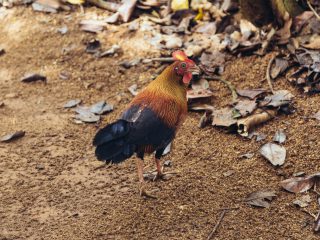 Nicobar's Guide to Sri Lanka