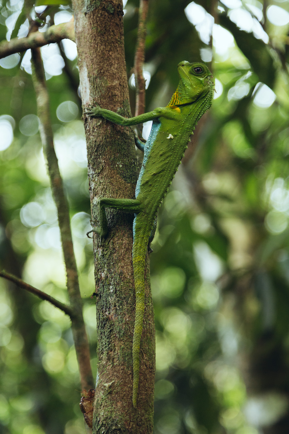 Nicobar's Guide to Sri Lanka