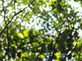 Nicobar's Guide to Sri Lanka