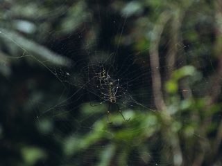 Nicobar's Guide to Sri Lanka