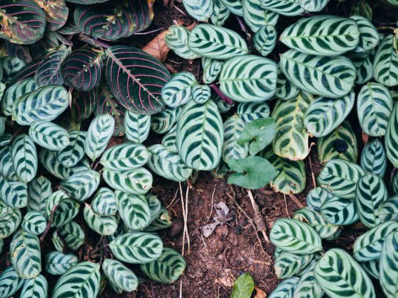 Nicobar's Guide to Sri Lanka