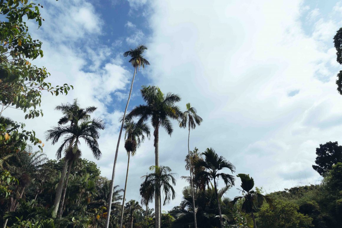 Nicobar's Guide to Sri Lanka