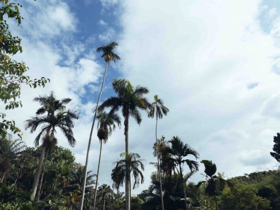 Nicobar's Guide to Sri Lanka