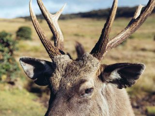 Nicobar's Guide to Sri Lanka