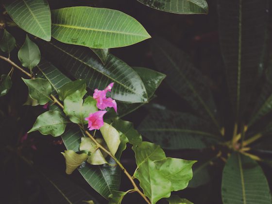 Postcard from south goa